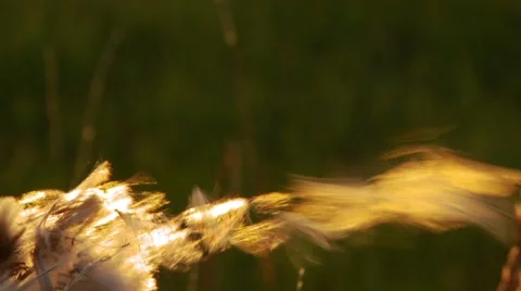 Close-up of wildflower Stock Footage 55333394