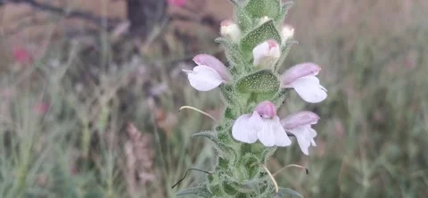 Close up of a wildflower Stock Footage 337324524