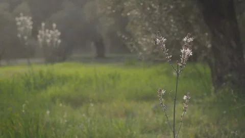 Close-Up of a Wildflower in a Meadow Stock Footage 282931965