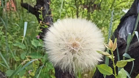 Close-up of Wildflower Salsify, dandelion Stock Footage 276292616
