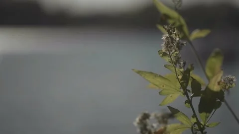 Close-Up of Wildflower in Soft Focus by Lakeside 動画素材 289237981