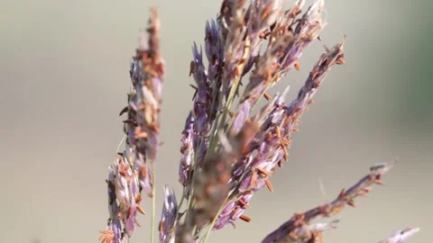 Close up of wildflowers blooming in the field Vídeo Stock 333987901
