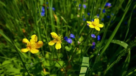 Close-up of wildflowers dancing in sunlight Video stock 335813726