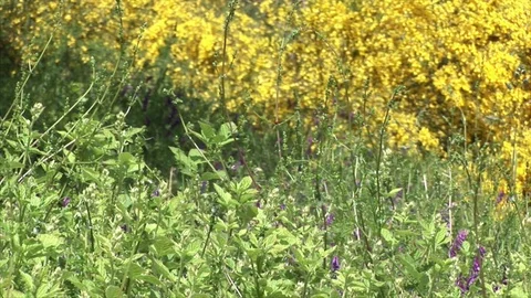 Close up of wildflowers Stock Footage 84786444