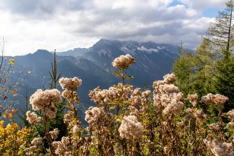 Close up on wildflowers with panoramic view of cloud covered mountain range.. Stock Photos