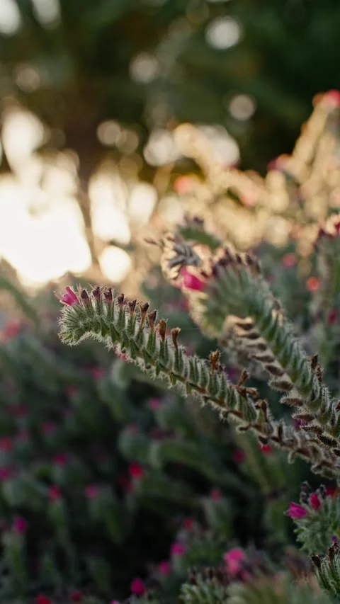 Close-up of wildflowers in the rays of the sunset. Beautiful nature landscape. Stock Footage 312275849