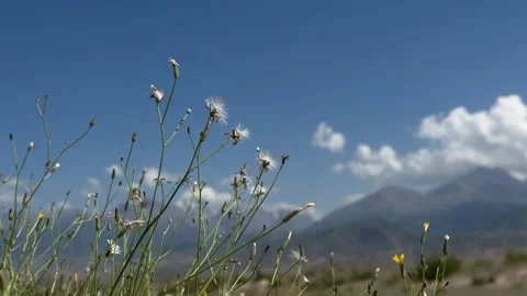 Close-up of wildflowers in wind on Issyk-Kul south shore, 4K Stock Footage 342030995