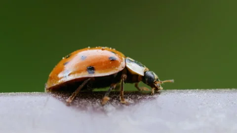 Close-up Wildlife of  Crawling Ladybug. Macrocosm in Wild. Coccinella Septemp Stock Footage 194018850