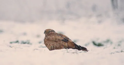 Close up wildlife footage capturing a common buzzard perched on a ground in snow Stock Footage 266155467