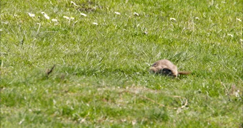 Close up wildlife footage of tiny ground squirrel in green pasture Stock Footage 263348580