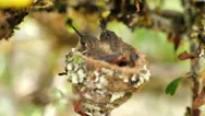 Close Up Wildlife Hummingbird Babies In A Tiny Nest Lampornis Calolaemus Stock Footage