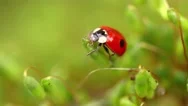 Close-Up Wildlife Of A Ladybug In The Green Grass In The Forest Stock Footage