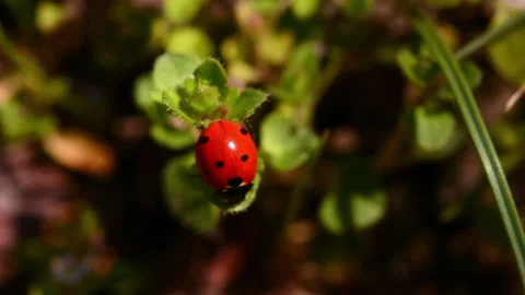 Close-up wildlife of a ladybug in the green grass in the forest. Stock Footage 179984705