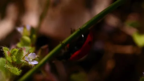 Close-up wildlife of a ladybug in the green grass in the forest. 動画素材 179988037