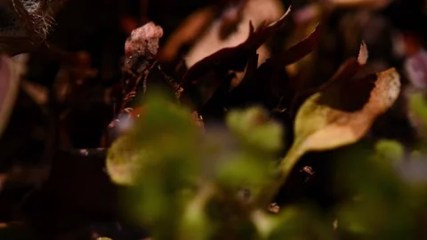 Close-up wildlife of a ladybug in the green grass in the forest. Stock Footage 179988255