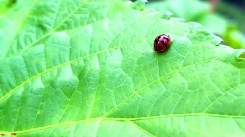 Close-up wildlife of a ladybug on top of a leaf. Видео 133014495