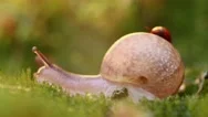 Close-Up Wildlife Of A Snail And Ladybug In The Sunset Sunlight. Stock Footage