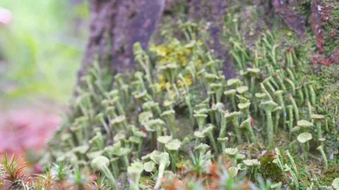 Close-up of wildlife vegetation, macro. Moss and lichen in the wild Video stock 112061518