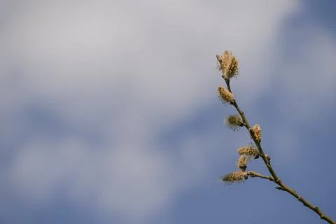Close up of willow branch on the background of a blue sky. Stock Photos