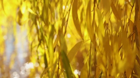Close-up of a willow branch with bright yellow leaves illuminated by sunlight Stock Footage 321442871