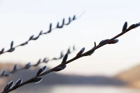 Close-up of a willow branch covered with soft, fluffy catkins in natural ligh Stock Photos