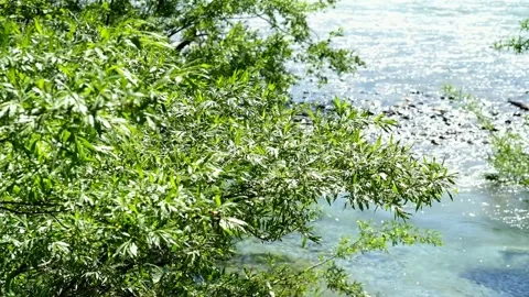 Close-up of willow branches, Azusa River flowing, Kamikochi, early June Video stock 328300355