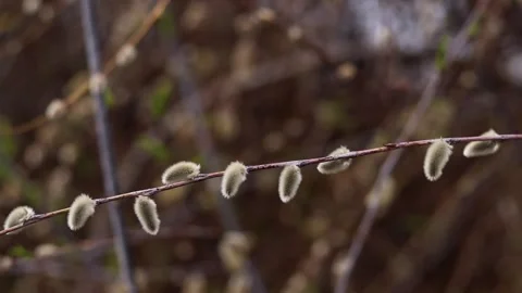 Close-up of willow branches with fluffy buds (catkins) in early spring Stock Footage 332004441