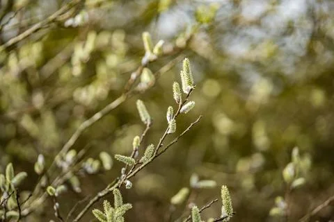 Close up of willow branches with fluffy catkins on a blurred background Foto stock