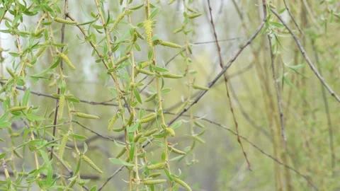 Close-Up of Willow Branches with Fresh Spring Buds Moving in the Wind Stock Footage 334733122
