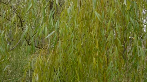Close-up of willow branches with green leaves. Vidéo 142072717