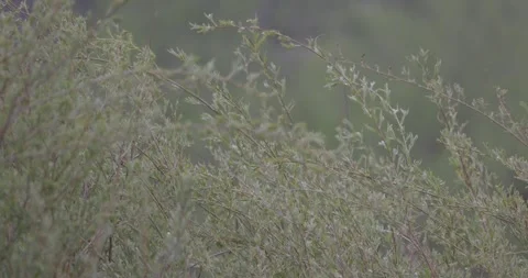 Close-up willow branches moving in wind with cottonwood backdrop Stockbeeldmateriaal 334484484