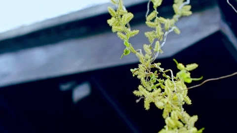 Close-up of willow budding and swaying in the wind Stock Footage 257050037