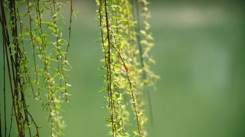 Close-up of willow budding willow fluttering in spring Vídeo Stock 256899699