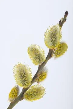 Close-up of Willow Catkins Stock Photos