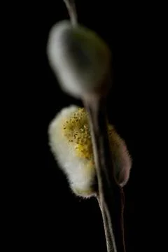 Close-Up of a Willow Catkin's Texture. First Whisper of Spring: A Willow Ca.. Stock Photos