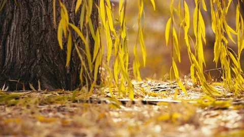 Close up of willow fallen leaves in golden autumn sun Stock Footage 228663161