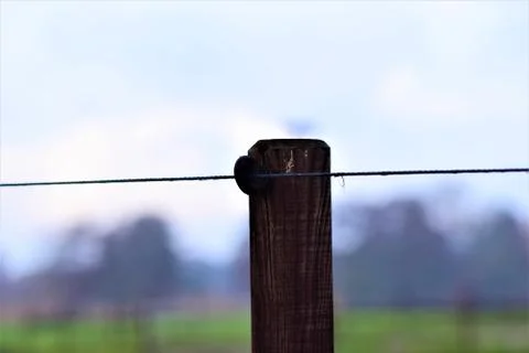 Close-up of a willow post with insulators and blue braid Stock Photos