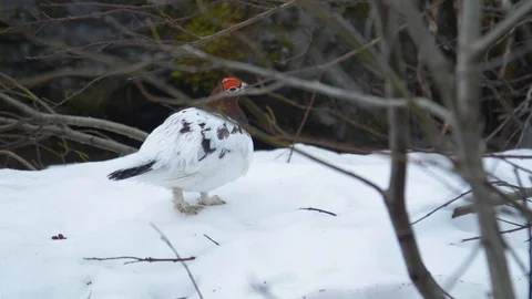 Close up of Willow Ptarmigan Stock Footage 90229751