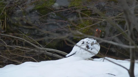 Close up of Willow Ptarmigan Stock Footage 90230685