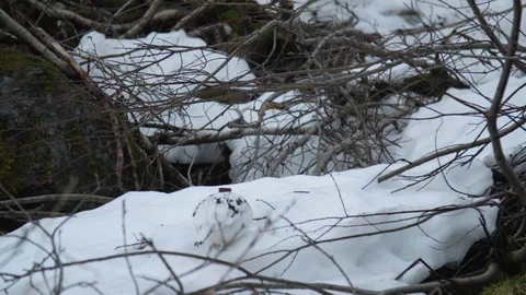 Close up of Willow Ptarmigan Stock Footage 90231669