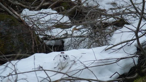 Close up of Willow Ptarmigan Stock Footage 90231703