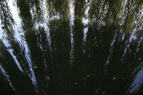 Close up willow tree branches falling on water concept photo Stock-Fotos