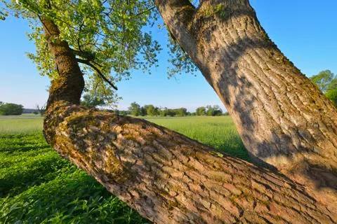 Close-up of Willow Tree in field in Spring, Kahl, Alzenau, Bavaria, Germany Stock Photos
