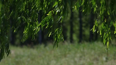 Close-up on willow tree leaves with changing wind Video stock 77102256