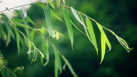 Close up of willow tree leaves gently swaying in the soft summer breeze Stock Footage 342334670