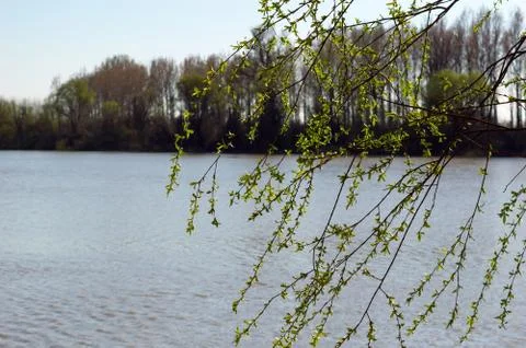 Close-up The Willow Tree On The River In The Spring Stock Photos