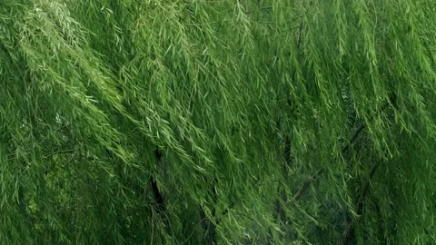 Close-up of a willow tree swaying in the wind Stock Footage 259119411