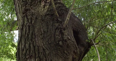 Close-up of willow tree trunk with rough bark and young branches in the wind. Stock Footage 313834256