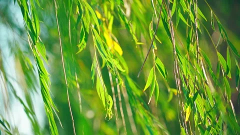 Close-up of willow trees and willow leaves swaying in the autumn wind. Stock Footage 295422226