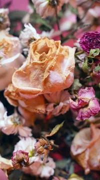 Close up of wilted flowers. Texture of different withered flowers. Stock Photos